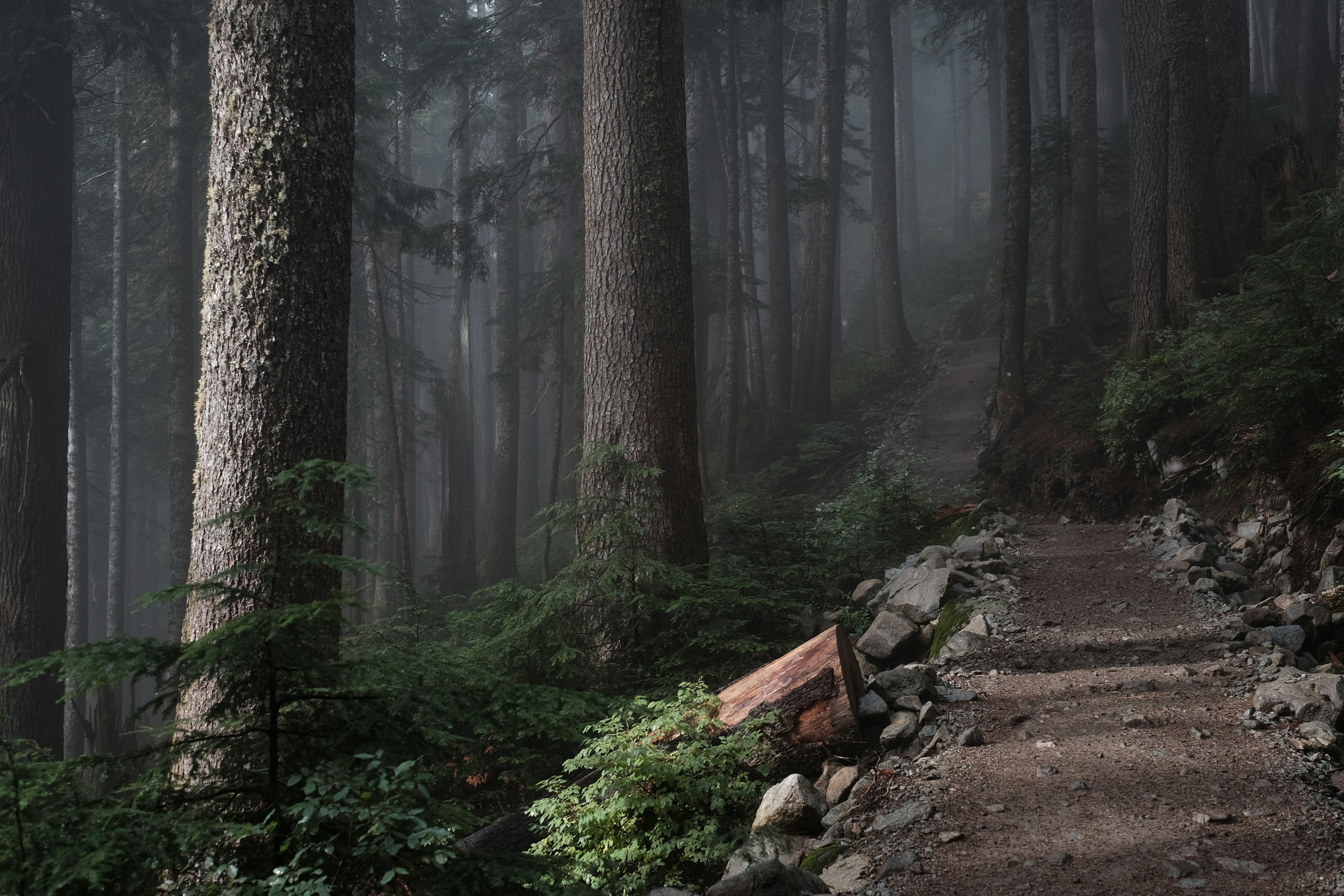 forest