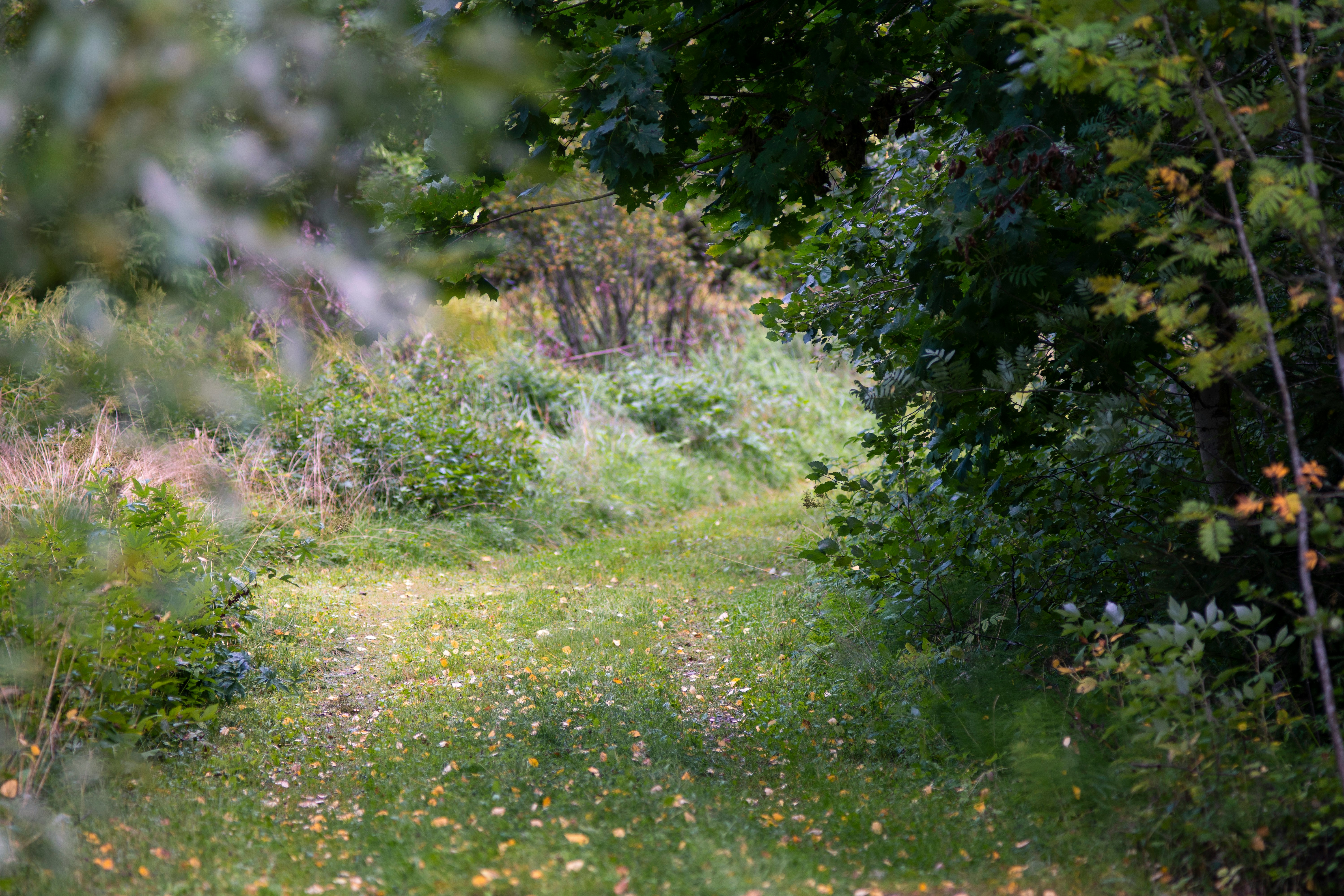 flower field